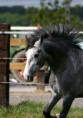 /album/les-chevaux/baleo-13-jpg1/